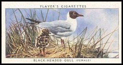 17 Black Headed Gull